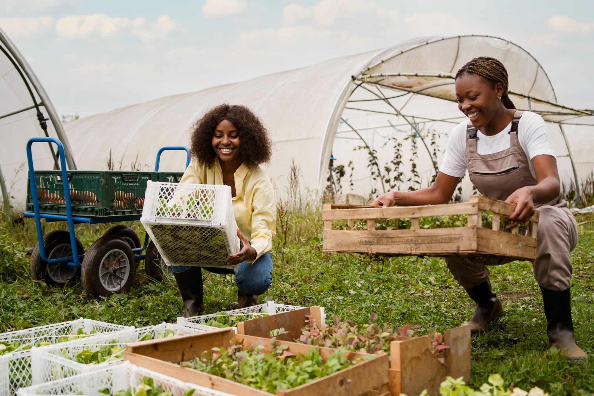 Zalisha provides precision farming